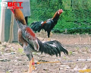 Trải Nghiệm Đá Gà Casino 12Bet Trên Mọi Thiết Bị