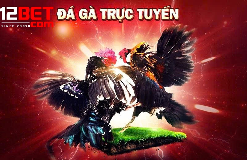 Đá Gà Philippines Tại 12BET – Hướng Dẫn Luật Chơi Và Trải Nghiệm Hấp Dẫn